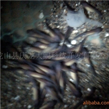 好消息供应娃娃鱼鱼苗/湖南娃娃鱼鱼苗欢迎来电咨询