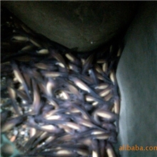 新品上市娃娃鱼鱼苗/湖南娃娃鱼鱼苗欢迎来电咨询