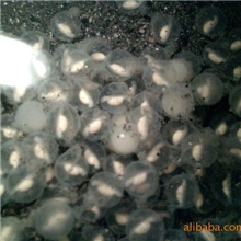 质量保证娃娃鱼鱼苗/湖南娃娃鱼鱼苗欢迎来电咨询