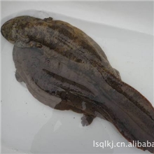 娃娃鱼/商品鱼娃娃鱼/优质娃娃鱼因为专注所以专业