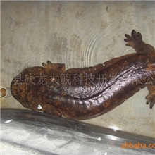 娃娃鱼成鱼（又名大鲵）营养丰富经济效益好