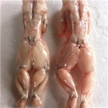 供应冷冻牛蛙只（单冻）