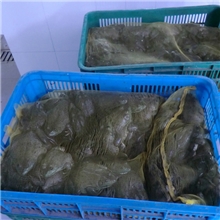 优质牛蛙出口牛蛙20元/kg速冻调味半成品菜牛蛙肉馋嘴牛蛙