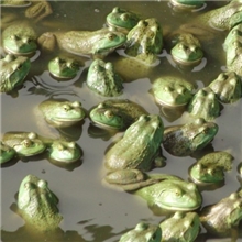 浙江供应美国青蛙、牛蛙------种蛙、养殖