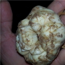 供应优质食药两用百合种、卷丹百合