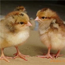 大量提供脱温-土鸡苗、梅岭土鸡、仙居鸡、脱温土鸡