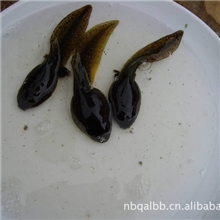 大量优惠供应----美国青蛙、牛蛙、蝌蚪苗、