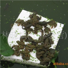 供应优质小牛蛙