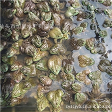 供应优质牛蛙饲料