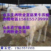 江苏镇江现在肉牛养殖怎么样小规模养殖挣钱吗？