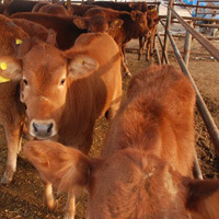 江苏泰州现在肉牛养殖怎么样小规模养殖挣钱吗？