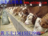 江苏扬州现在肉牛养殖怎么样小规模养殖挣钱吗？