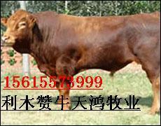 江苏盐城现在肉牛养殖怎么样小规模养殖挣钱吗？