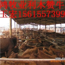 连云港现在肉牛养殖怎么样小规模养殖挣钱吗