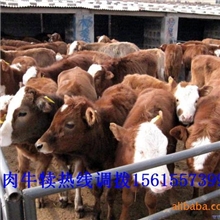 徐州现在肉牛养殖怎么样小规模养殖挣钱吗