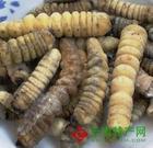 木虫广州清华冻品批发木虫蜂蛹竹虫金蝉蚂蚱
