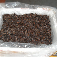 老蜂广州清华冻品批发老蜂蜂蛹竹虫蝗虫蚂蚱金蝉木虫