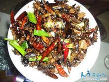 蛄蝼（土狗）广州清华冻品专业批发蛄蝼土狗金蝉老蜂蜂蛹竹虫