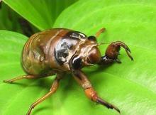 金蝉广州清华冻品专业批发金蝉