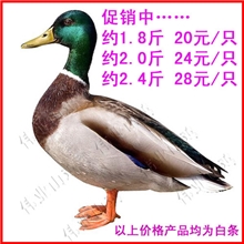 美味礼品珍禽现货有售绿头野鸭约2斤重