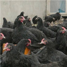 狼山鸡批发供应促销抢购