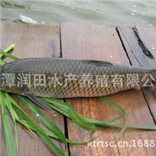 湖南湘潭草鱼鱼苗成年鱼诱耳饲料观赏