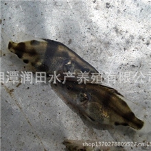 湖南湘潭3-4公分桂鱼桂鱼苗诱耳饲料观赏鱼