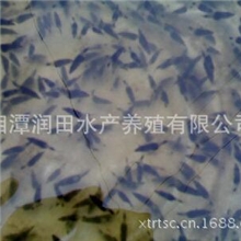 湖南湘潭2-3公分桂鱼桂鱼苗诱耳饲料观赏鱼