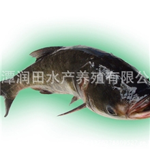 湖南湘潭鲢鱼寸苗有机鲢鱼苗大量优质供应