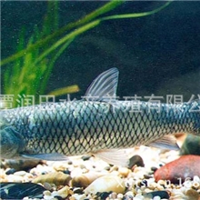 草鱼鱼苗成年鱼有机草鱼鱼苗专业鱼苗养殖厂供应湖南湘潭