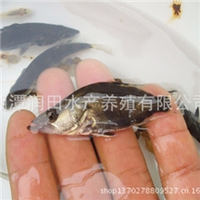 湖南湘潭5公分桂鱼桂鱼苗诱耳饲料观赏鱼