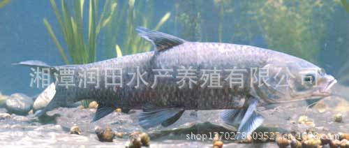 湖南湘潭青鱼鱼苗诱耳饲料专业养殖场供应有机鱼苗