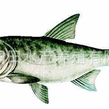 湖南湘潭雄鱼苗长期低价批发有机雄鱼鱼苗