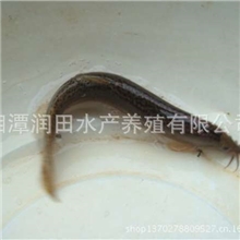 有机泥鳅苗专业养殖场供应8cm以上小泥鳅苗泥鳅小鱼湖南湘潭