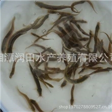 有机泥鳅苗专业养殖场供应3-4cm小泥鳅苗泥鳅小鱼湖南湘潭