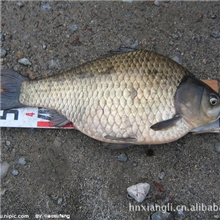 大量低价批发鲜活水产品鲫鱼