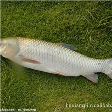 长期低价批发鲜活水产品草鱼