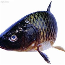 大量供应钓鱼池白鲫鱼，草鱼，雄鱼