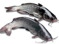 长期低价批发鲜活水产品雄鱼