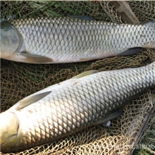 大量专供鲜活水产品草鱼