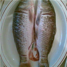 大量鲜活水产品批发鲤鱼