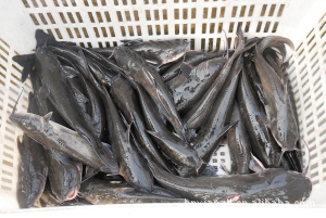 大量低价出售鲜活水产品鳙鱼