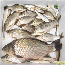 大量供应各类鱼苗