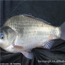 大量低价批发鲜活水产品鲤鱼