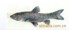 山东淡水鱼苗.鱼种