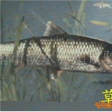 供应草鱼鱼苗