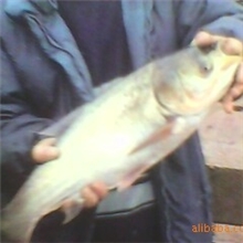 供应;优质鲢鱼鱼苗.花鲢大规格鱼种