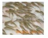 供应各种淡水鱼苗，鱼种