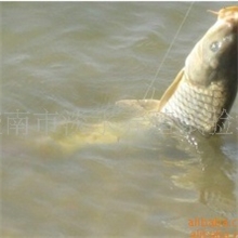 供应淡水鱼苗【建鲤】