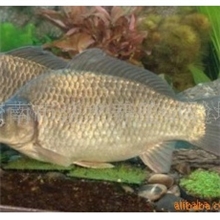 供应鲤鱼鱼苗.大规格鱼种